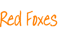 Red Foxes