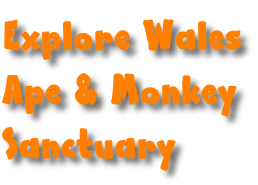 Explore Wales  Ape & Monkey  Sanctuary